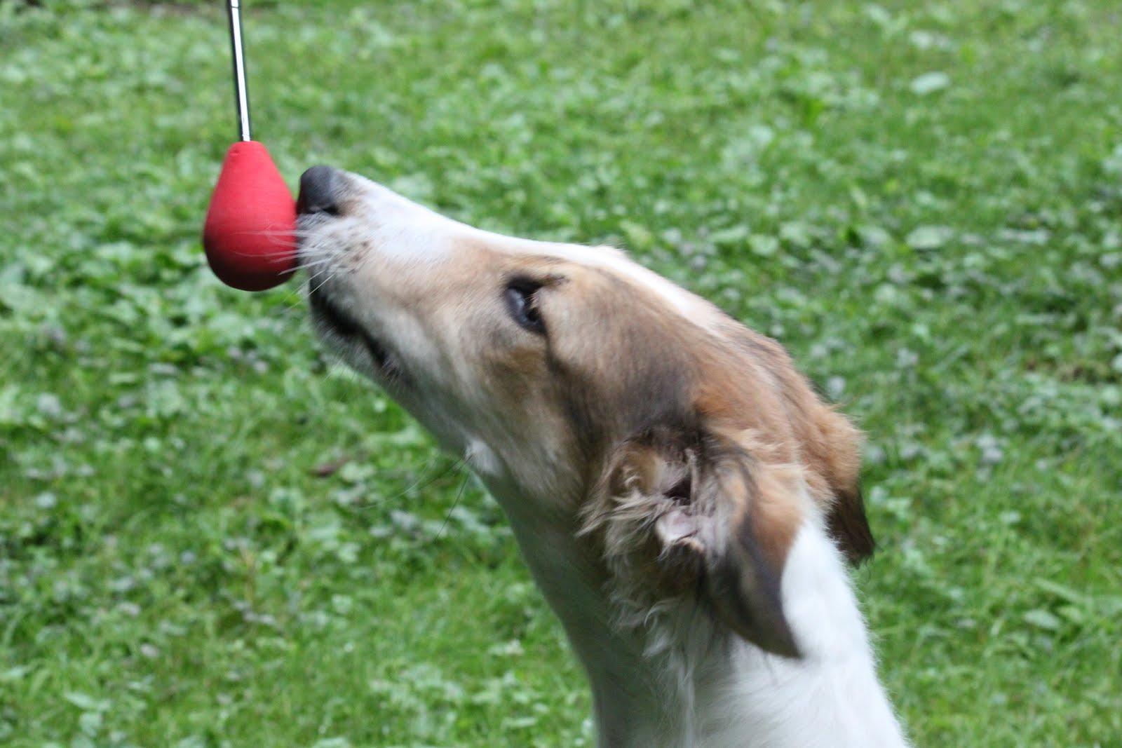 Hemlock Hollow Dog Training with Chris Danker CPDTKA KPACTP Puppy