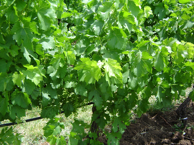 Close Up of Grape Vines
