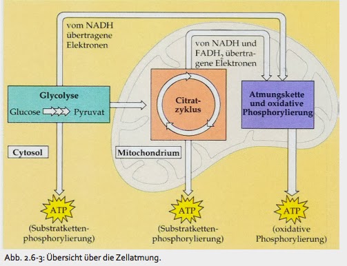 Wo Findet Die Zellatmung Statt Biologie 1: Die Zellatmung (ausführlich)