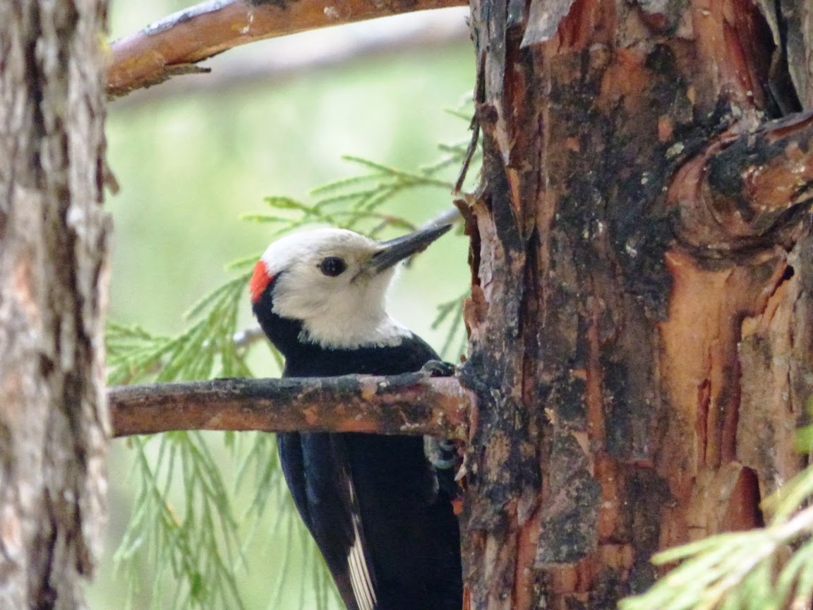 Geotripper's California Birds: White-headed Woodpecker at the Mariposa