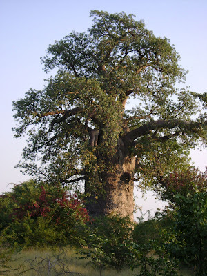 Więcej zdjęci z Baobab planet