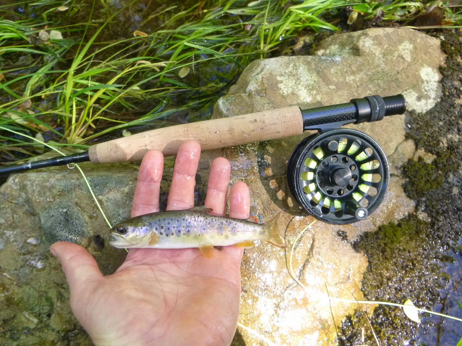 Brookies and Bronzebacks Fishing Creek and White Deer Creek, PA