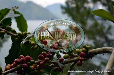 Image result for kopi gayo laut tawar