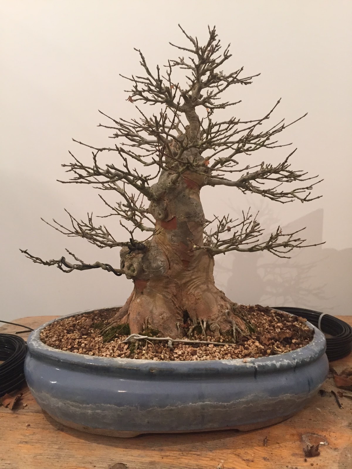 Bonsai Living Art Acer buergerianum