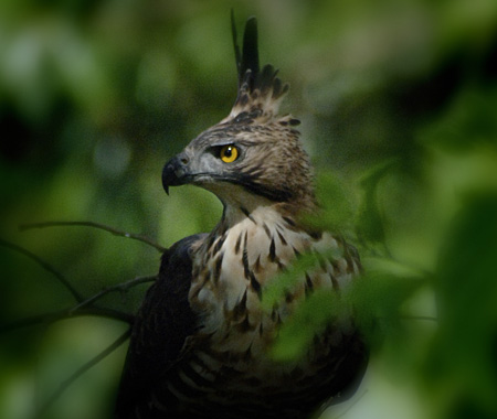 Archipelago Greats: Elang Jawa, Garuda Indonesia
