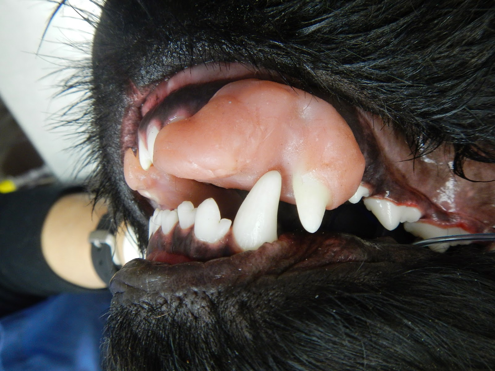 Dr. Baratt's Blog Veterinary Orthodontics