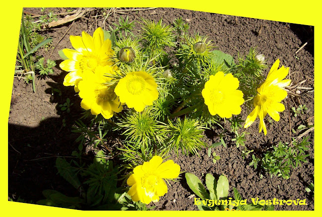 АДОНИС (ГОРИЦВЕТ ВЕСЕННИЙ)