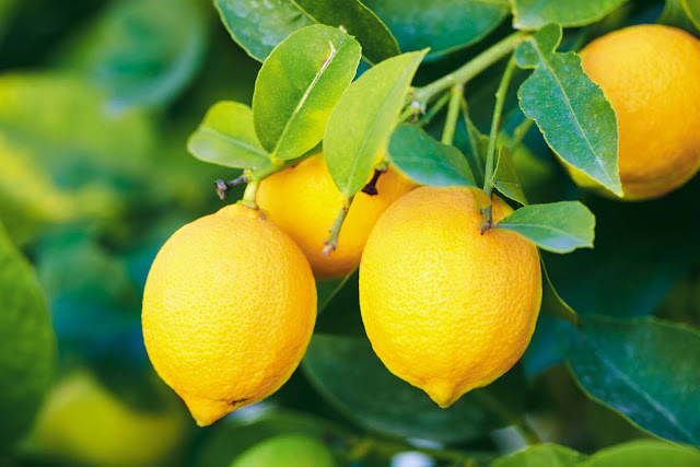 laborblog.my.id - Satu buah lemon berukuran sedang mengandung 83 mg vitamin C. Vitamin C dalam air perasan lemon juga bertindak sebagai antioksidan.