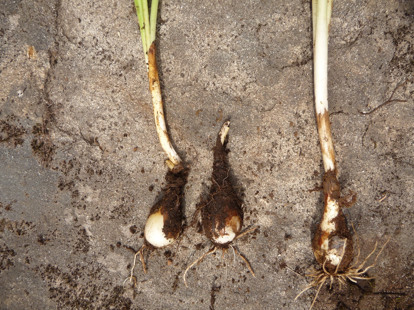 Wild Harvests How to Cook Camas