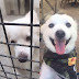OMG!! Horrible Zoo Puts Dogs And Cats Behind Bars!