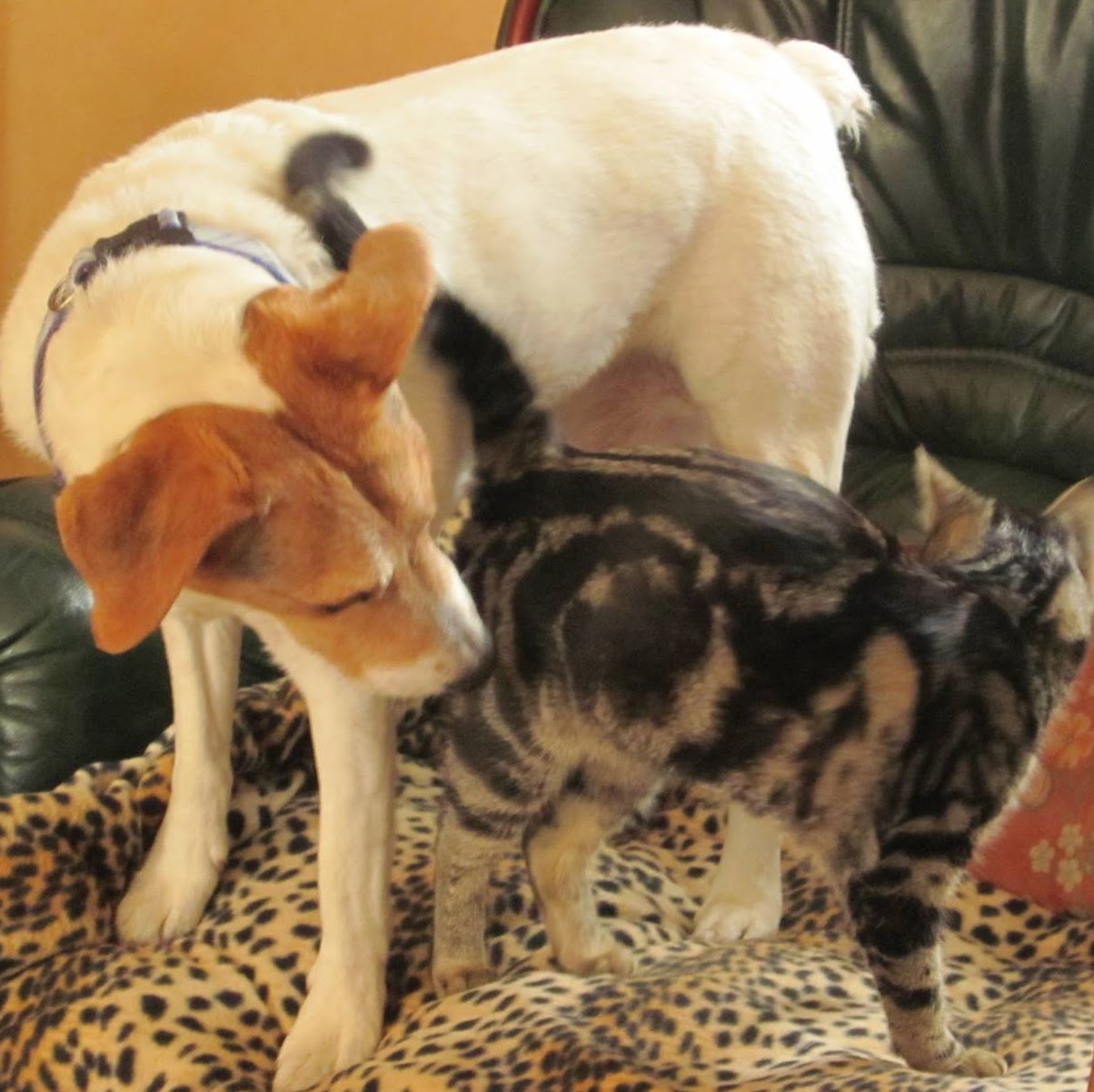 BOURBON - fox terrier poil lisse 10 ans (cherche son panier retraite)  Asso Terriers sans Frontières (10) Bourbon0
