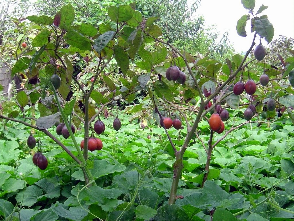 Tamarillo - Tomate De Árvore - Sementes Fruta Para Mudas 