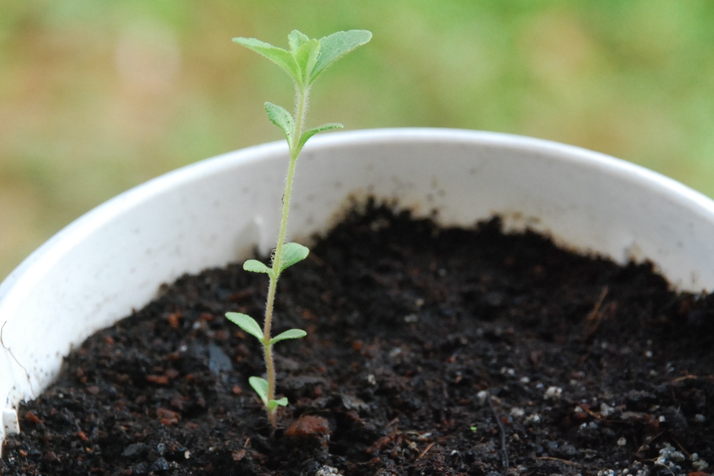 My little vegetable garden Growing Stevia a sweet adventure