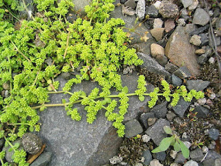 Fichas de Plantas Medicinales