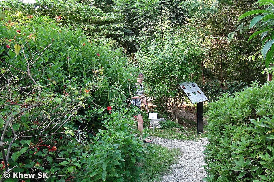 Butterflies of Singapore Butterfly Photography at Our Local Parks