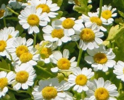 Manfaat Bunga Tanacetum parthenium Bagi Kesehatan Manfaat Bunga Tanacetum parthenium Bagi Kesehatan
