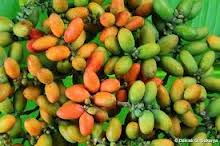 MANFAAT MELINJO UNTUK KESEHATAN - OBAT HERBAL INDONESIA