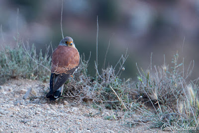 Xoriguer petit (Falco naumanni)