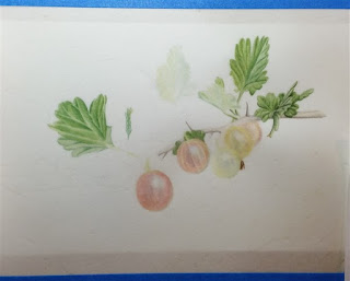 watercolour gooseberry, vellum, paper