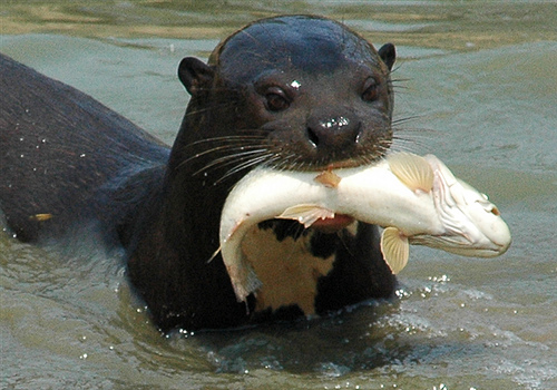 Endangered Species: Giant Otter