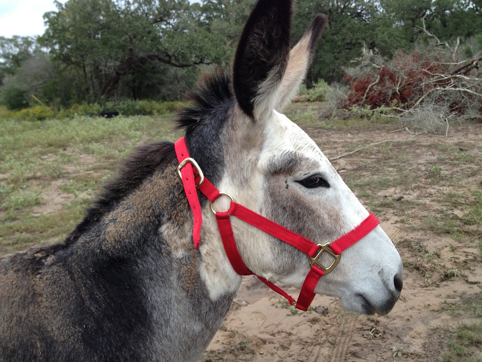 El Rancho Asno Blanco Halters and Feet