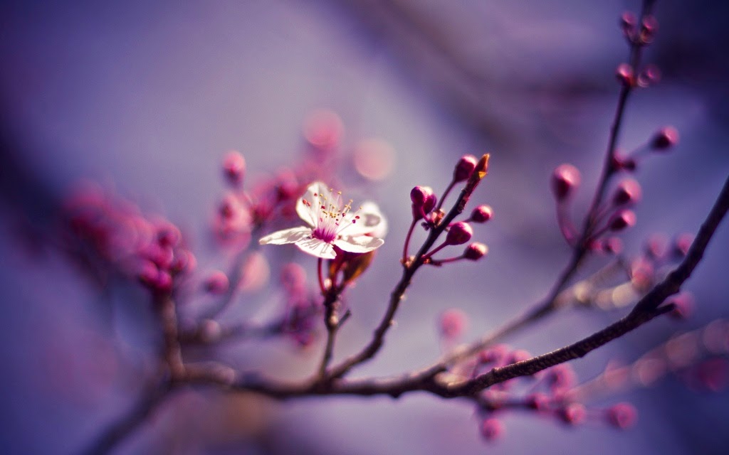 10 Gambar Wallpaper Bunga Sakura Gambar Top 10