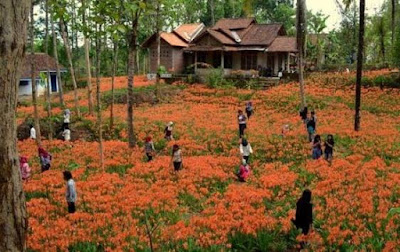 Kebun Bunga Amaryllis Gunung Kidul Yogyakarta Yang Indah Itu Kini Hancur