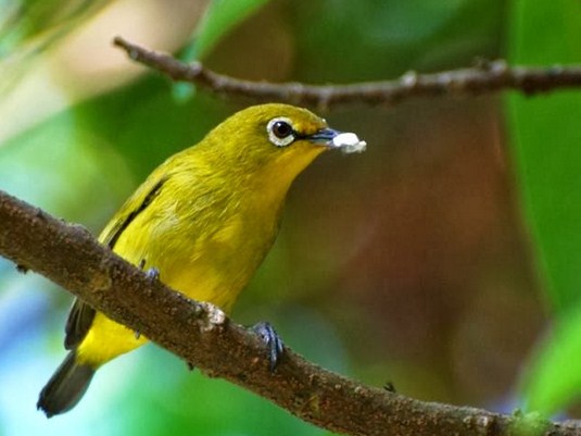 Mengetahui Dan Ciri Ciri Fisik Jenis Burung Pleci Lombok Sumbawa