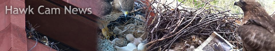 Hawk Cam News