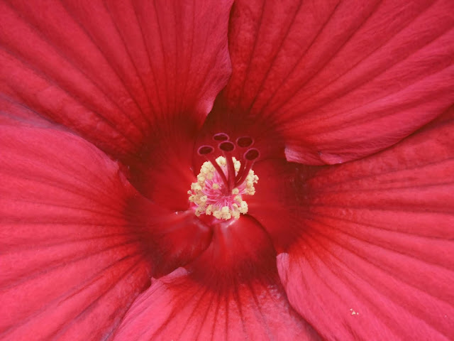 Coeur de douceur rouge, malooka