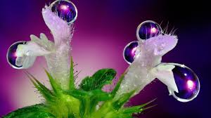 Raindrops On Flowers Raindrops On Flowers