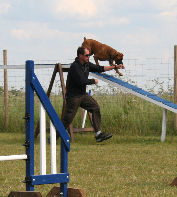 Black Jack Dog Training Centre Agility photos 11 June Toby & Bolly