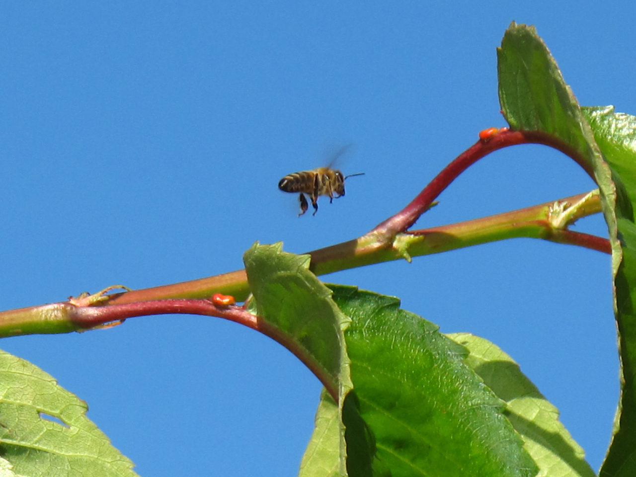 BugBlog Nectar from cherry leaves