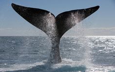 blue whale images