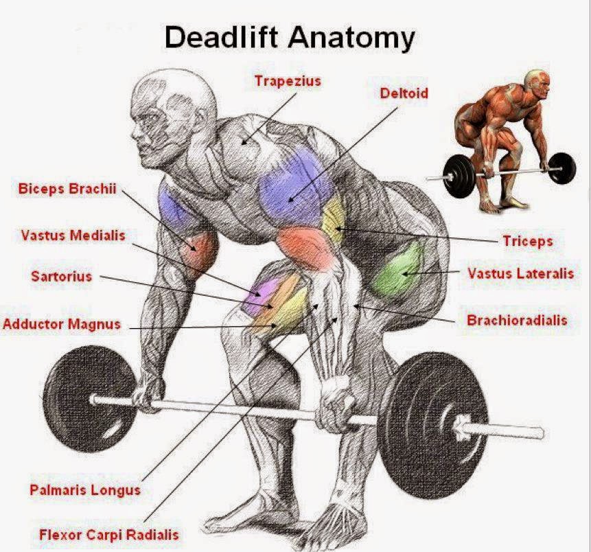 Fitness Gym Mania Deadlift Tingkatkan Massa Otot Lebih Cepat fitness-gym-mania-deadlift-tingkatkan-massa-otot-lebih-cepat