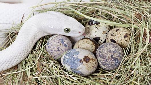 Is a snake giving birth a mammal?