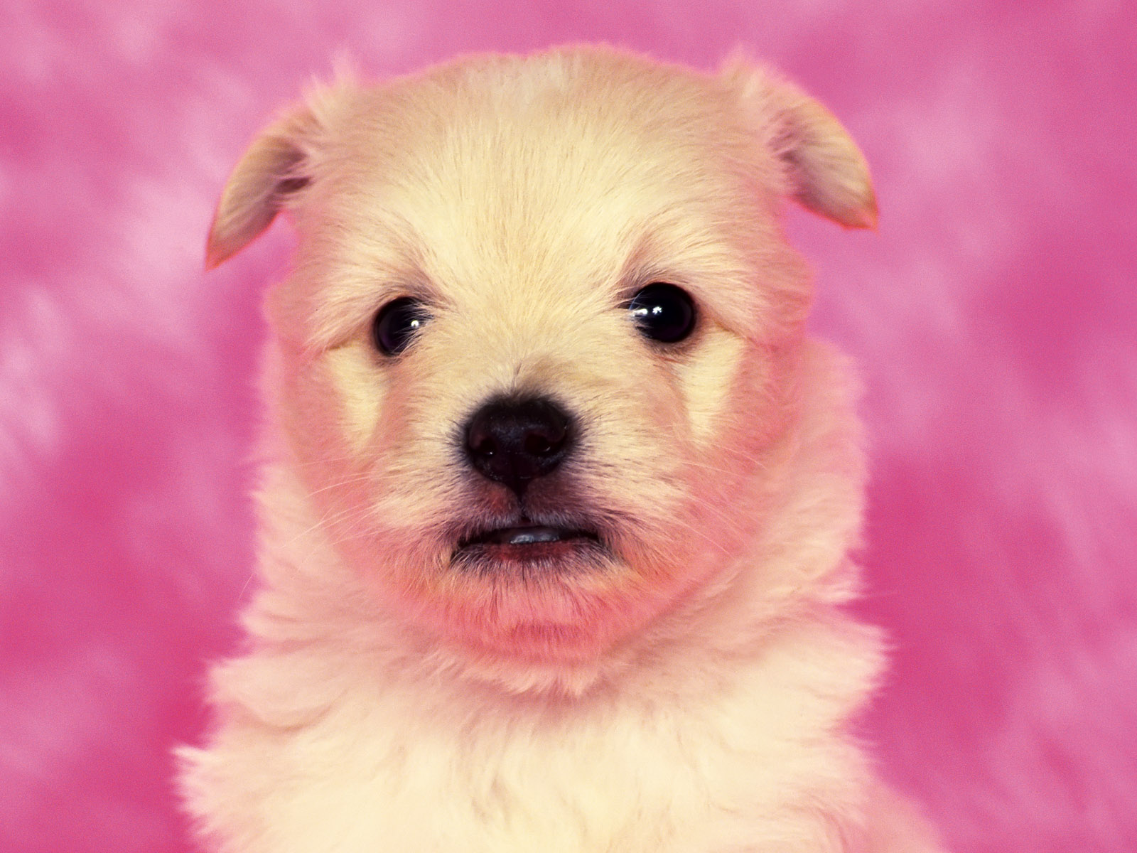 Cute Puppy Dog Wallpaper | Wallpaper ME