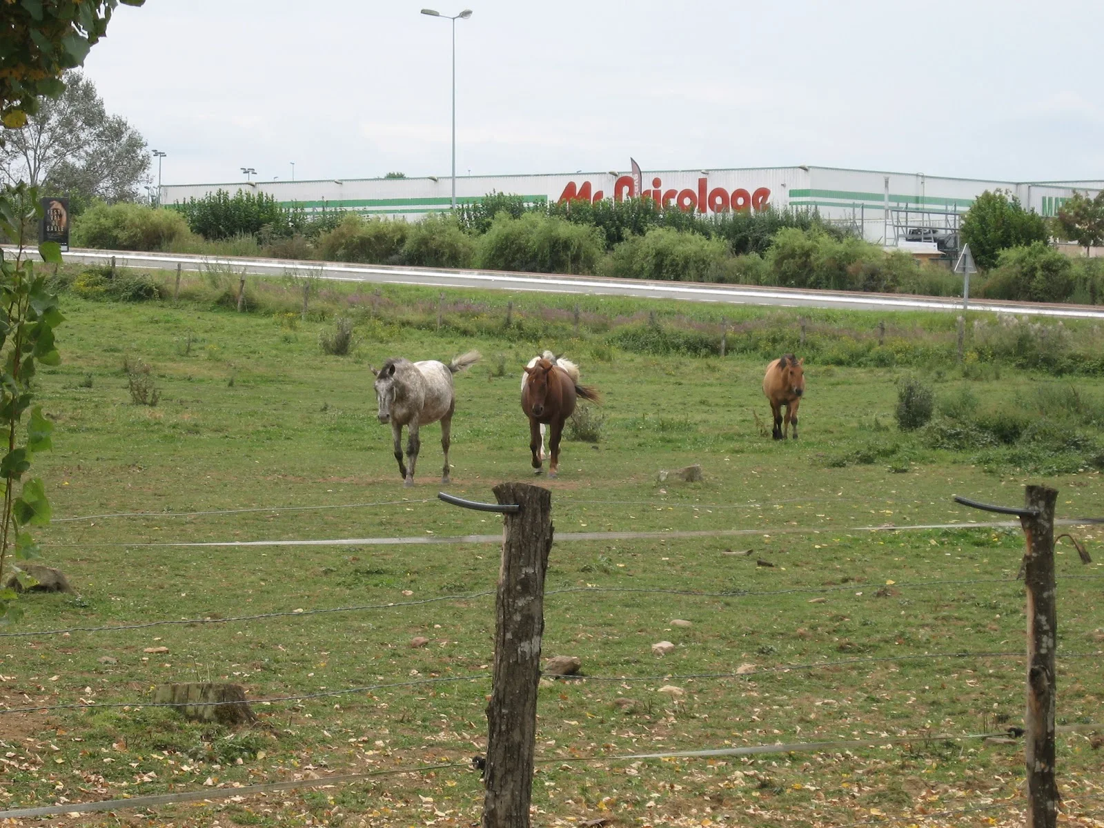 Crisp Oscar Season's Most Burning Question: Why Not Timothée? Background Collection