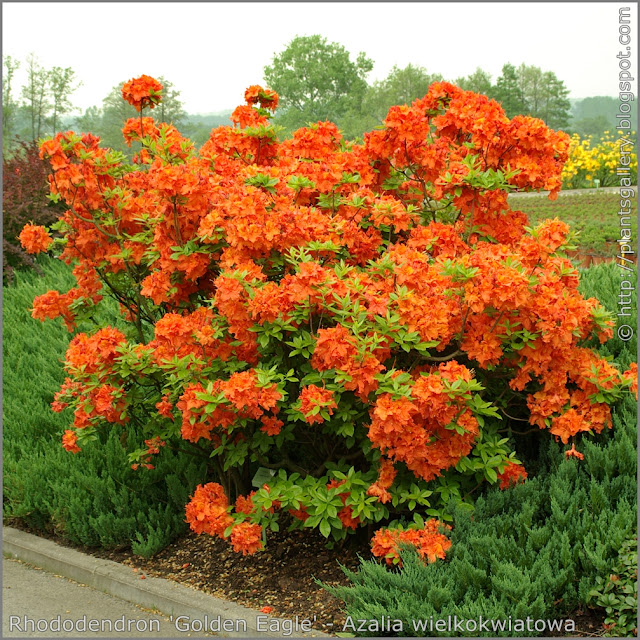 Rhododendron 'Golden Eagle' - Azalia wielkokwiatowa