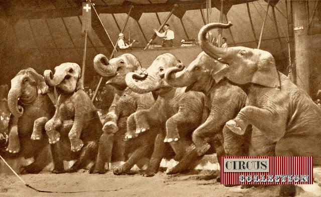 six éléphants assis sur le bord de piste 