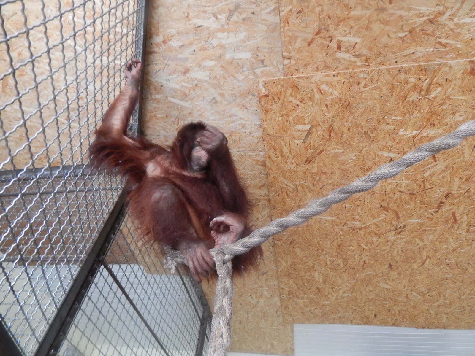 обезьянка люся гамадрил парк тайган. зоопарк тайган в крыму обезьянка люся. зоопарк тайган в крыму обезьянка люся. зоопарк тайган в крыму обезьянка люся. зоопарк львов парк тайган забор.