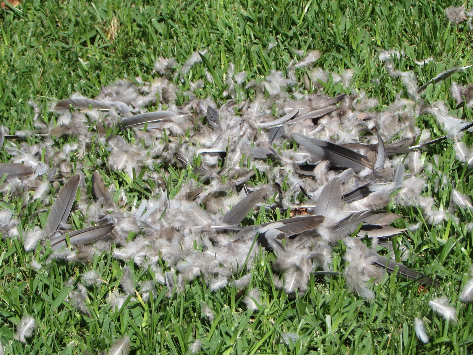 Joyful Writer August 2016