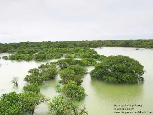 Ratargul Swamp Forest