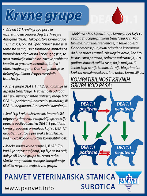 Krvne grupe pasa i mačaka - Panvet infografika