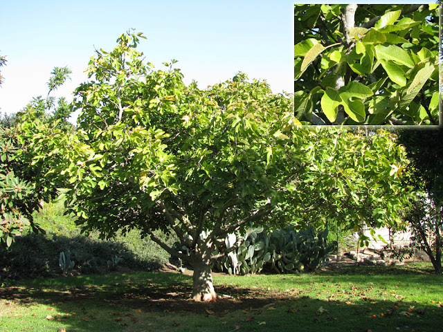 higuera.jpg