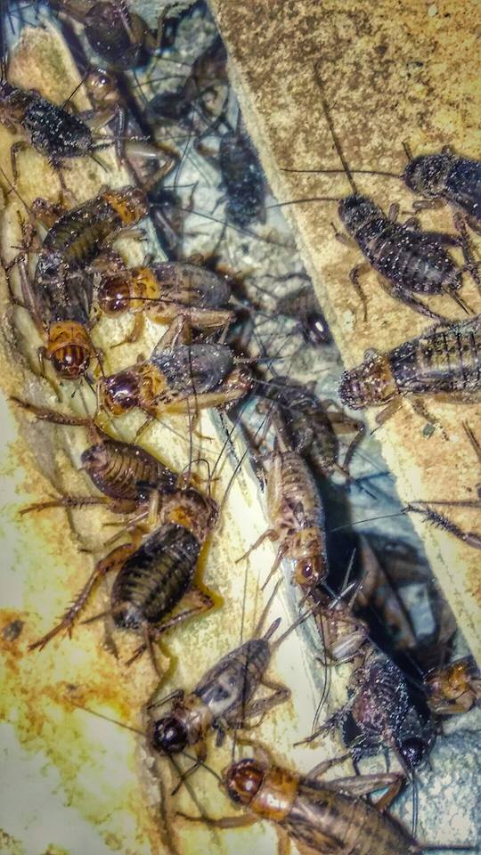 7 Faktor Penyebab Kegagalan Budidaya Jangkrik Kerugian Ternak Jangkrik Kangjamal Com