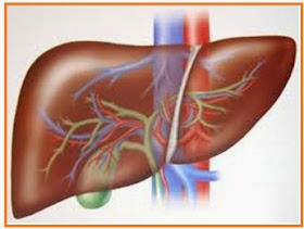 Latihan Soal Sistem Pencernaan | Blog Biologi Terlengkap