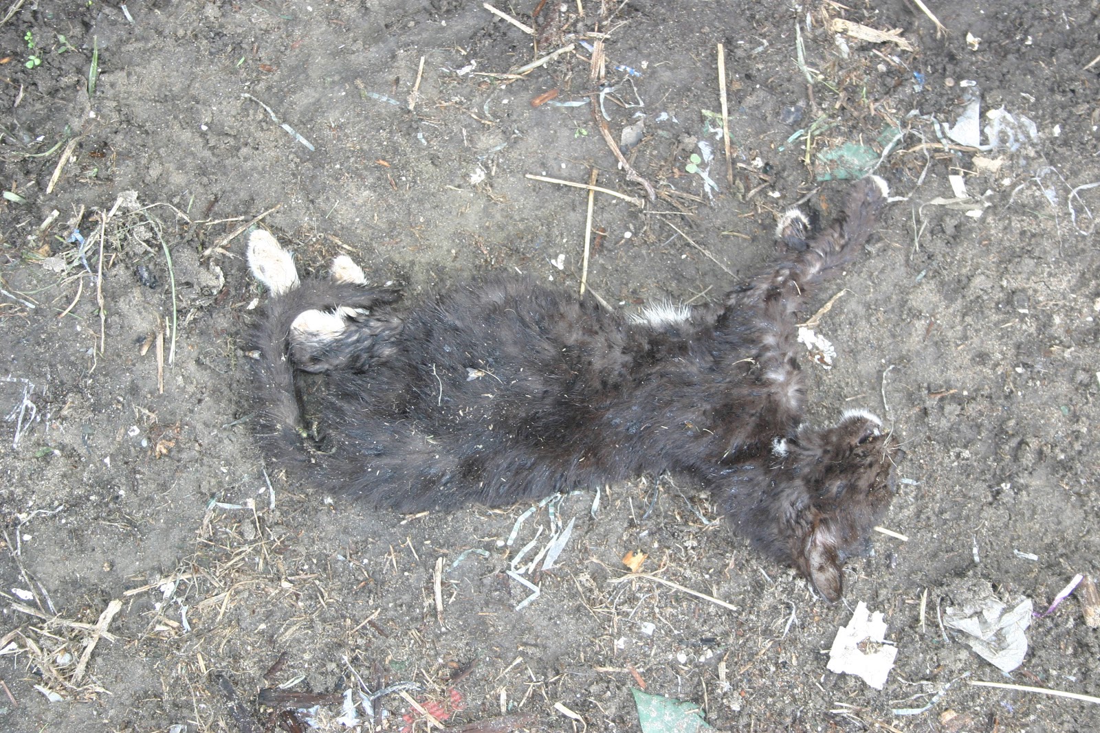 Cat Rescue 6220 September 19, 2012 Dead Cats Found