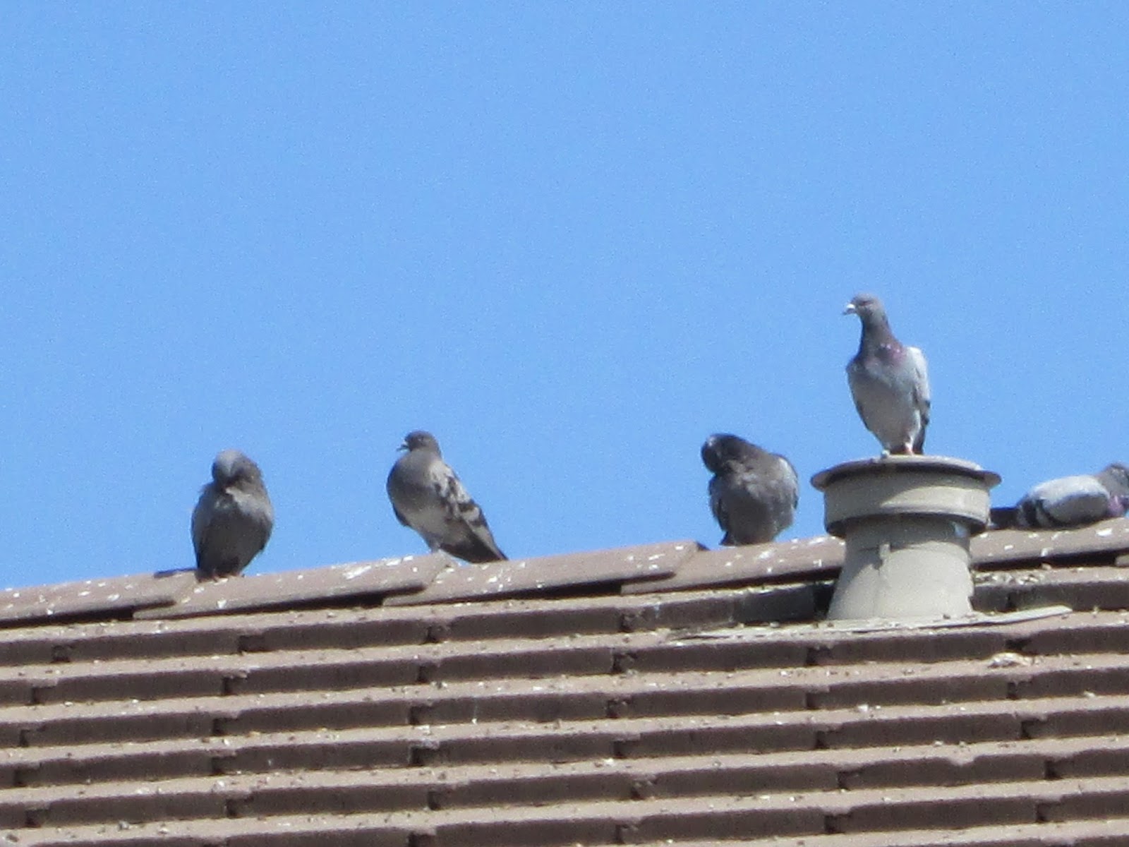 Free Roof Repair Roofing Advice From A Professional Pigeon Control