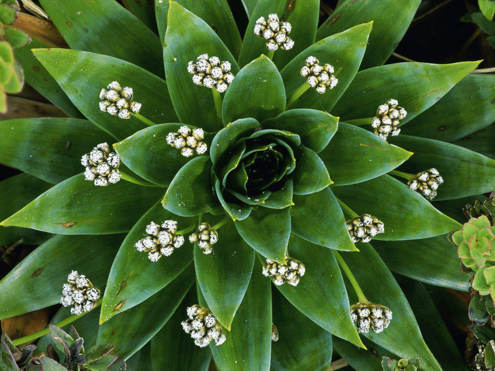 Flower Homes Special Flowers..